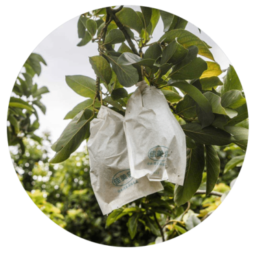 嘉義竹崎酪梨食農教育